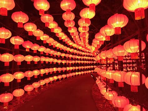 Chinese lantern festival cary - 